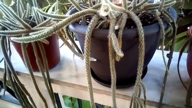My Aporocactus flagelliformis + basic care tips & propagation смотреть онлайн