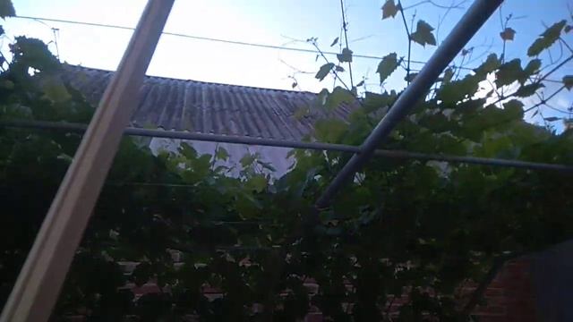 Конструкция перголы для винограда (Гурзуфский Розовый) смотреть онлайн