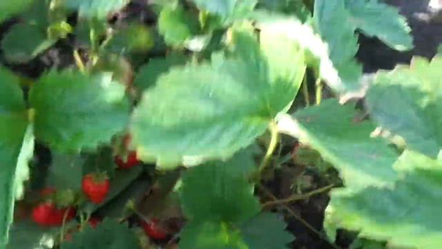 Одну ягодку беру, на другую смотрю, третью примечаю, а четвёртая мерещится. смотреть онлайн