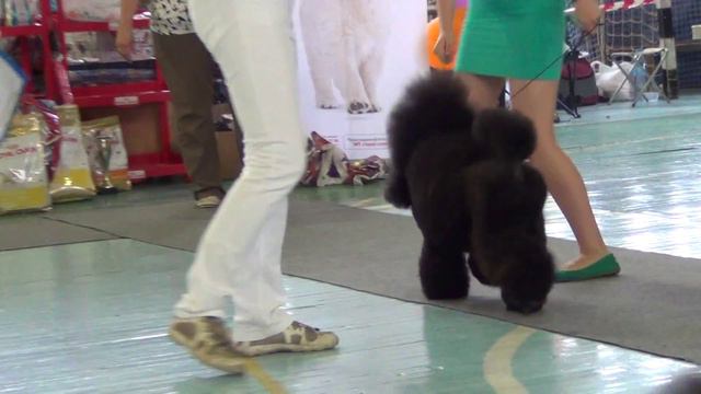 00061 Озерск 2013 моно пуделей. смотреть онлайн