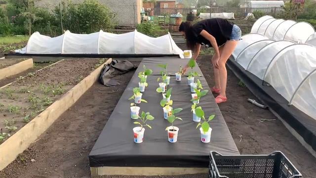 #29 КУПИЛА ЗАБРОШЕННУЮ ДАЧУ/С НОЧЕВКОЙ НА ДАЧУ/ВЫХОДНЫЕ НА ДАЧЕ/ смотреть онлайн