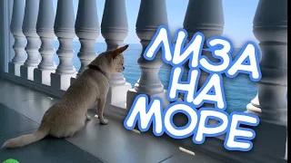 Чихуахуа. Лиза на море. смотреть онлайн