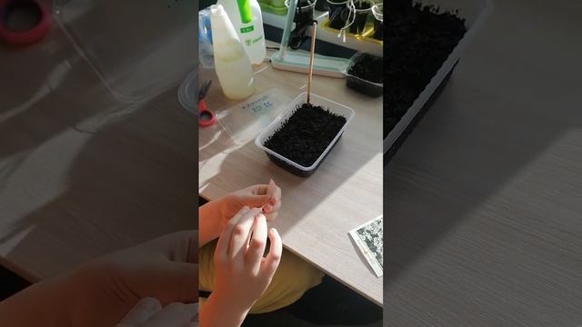 Ясколка от посева до всходов, точные даты! смотреть онлайн