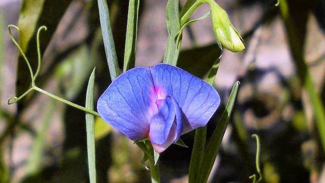 10 Beautiful But Deadliest Plants Of India - Tens Of India смотреть онлайн