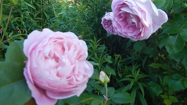 ГОЛУБЫЕ РОЗЫ.Моя коллекция. Starlet Melina,Saphir и др. смотреть онлайн