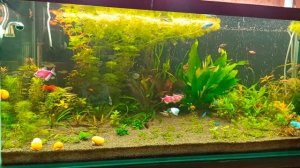 Перенаселение в аквариуме