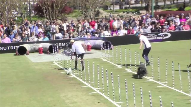 Purina® Pro Plan® Incredible Dog Challenge® - 2016 Eastern Regionals - Atlanta, GA смотреть онлайн