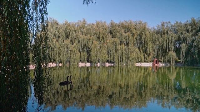 Учитесь верности у лебедей смотреть онлайн