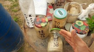 СУЛЬФАТ КАЛИЯ. Сульфат Калия для цветов а Калиевая селитра для Томатов. КОГДА НЕТУ КОМП.УДОБ 3-11-3