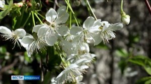 Секреты выращивания владимирской вишни