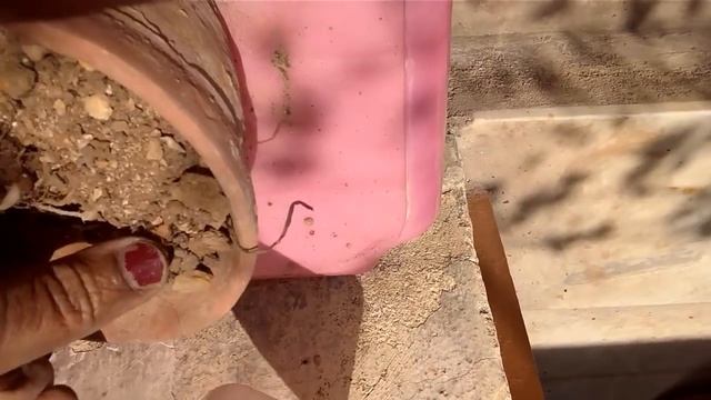 How to Grow & Care CALADIUM /ANGEL WINGS /ELEPHANT EAR/HEART OF JESUS from bulbs смотреть онлайн