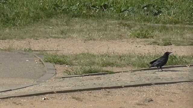 Что то случилось...  Грачата учатся летать  Something Is Very Wrong...  Rooks Learn To Fly