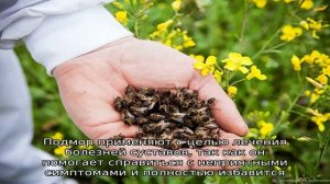 Пчелиный подмор для лечения суставов