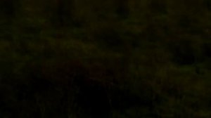 На честном слове и на одном крыле