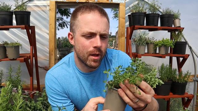 Introducing: Creeping Lemon Thyme смотреть онлайн