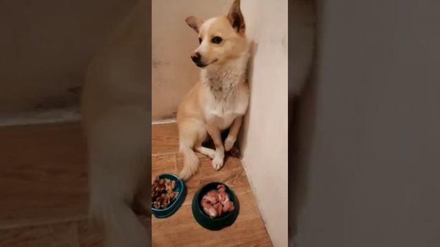 1 Маленький Клепа. Его спасли от мороза и метелей. Клепа целую неделю "жил" в снегу смотреть онлайн