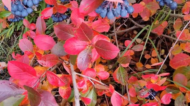 ЧЕРНОПЛОДНАЯ РЯБИНА или АРОНИЯ ЧЕРНОПЛОДНАЯ (Arоnia melanocаrpa) смотреть онлайн