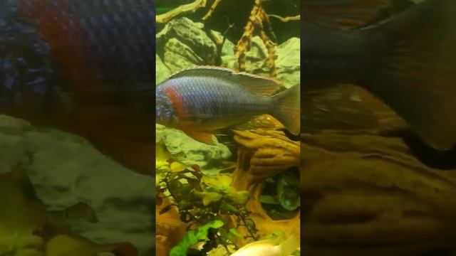 аулонокара королева ньяса чистая порода возраст 1год смотреть онлайн