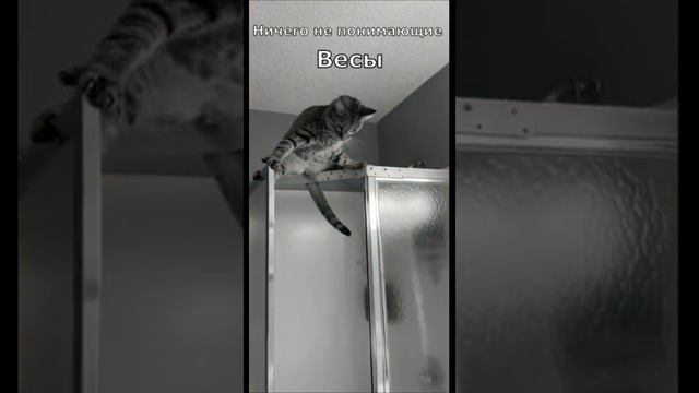 #кот #котики #кошка #котёнок #котыприколы #котыроссии #знакизодиака