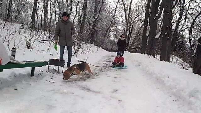 Бигль Бублик - ЕЗДОВАЯ КОНЯКА. смотреть онлайн