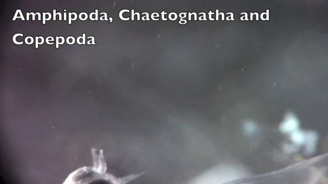 Amphipoda, Chaetognatha and Copepoda смотреть онлайн