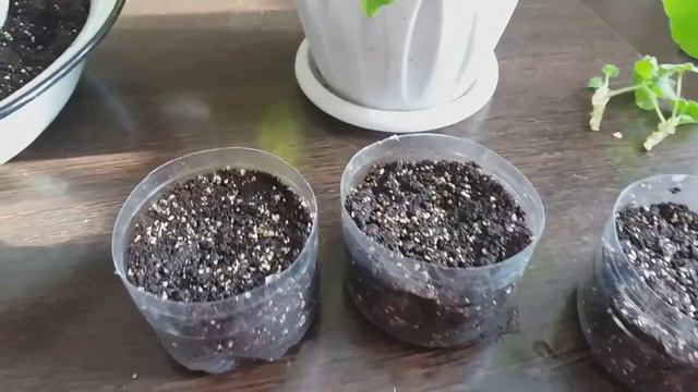 пеларгония, размножение черенками смотреть онлайн