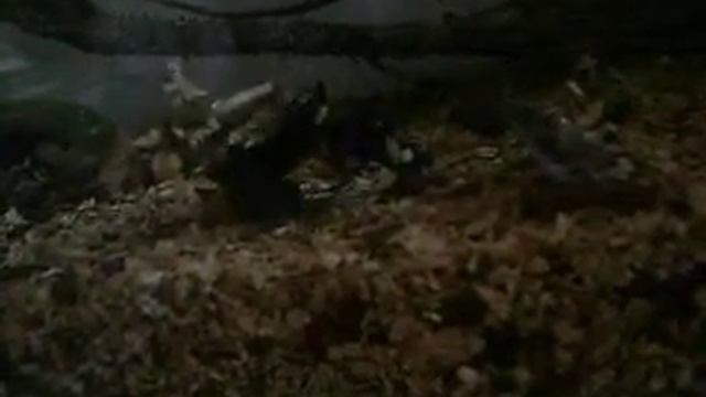 My pet black widow ( Latrodectus Hesperus) catching a beetle Part 1 смотреть онлайн