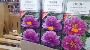 Как выбрать «пион из коробочки». Травянистые и древовидные пионы. А стоит ли покупать??