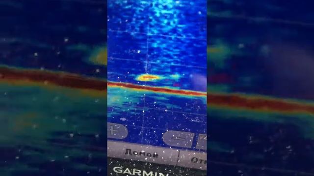 Редкие кадры. Судак на гнезде. смотреть онлайн