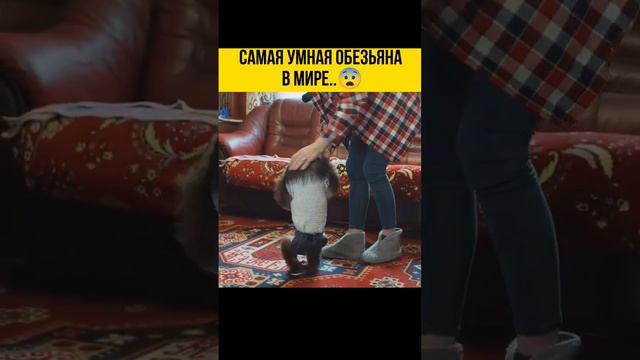 Самая умная обезьяна в мире..😨 смотреть онлайн