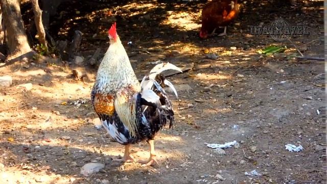 ?? ВЛОГ ТУРЦИЯ КЕМЕР. СВОИМ ХОДОМ ЭКСКУРСИЯ В ЭТНОГРАФИЧЕСКИЙ МУЗЕЙ-ПАРК FOLKLORIK YORUK PARKI смотреть онлайн