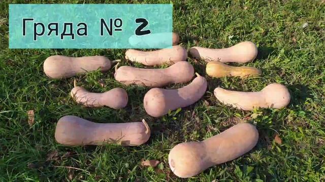 Урожай тыквы 2021. Как лучше выращивать тыквы. смотреть онлайн