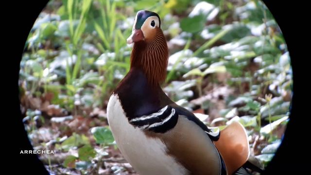 Canard Mandarin ( Aix Galericulata) смотреть онлайн