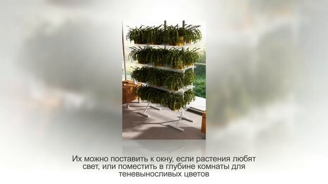 АИХРИЗОН или ДЕРЕВО ЛЮБВИ – неприхотливый суккулент. Уход и разведение в домашних условиях смотреть онлайн