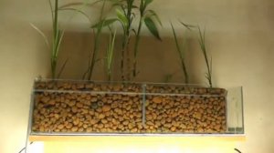 Речные растения в аквариуме!!!