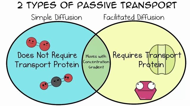 Cell Transport