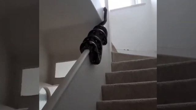 A Big Python In A School Bus | What Happened After That? смотреть онлайн