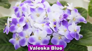 САМЫЕ КРАСИВЫЕ СОРТА ФИАЛОК В КОЛЛЕКЦИИ!!! ПОДБОРКА КРАСИВЫХ СОРТОВ  50 фиалок