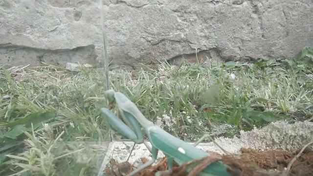 Богомол охотиться и ест кузнечика смотреть онлайн
