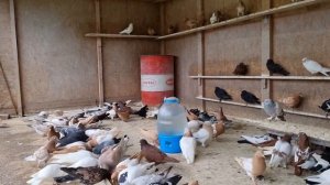 Голуби и Трихомоноз