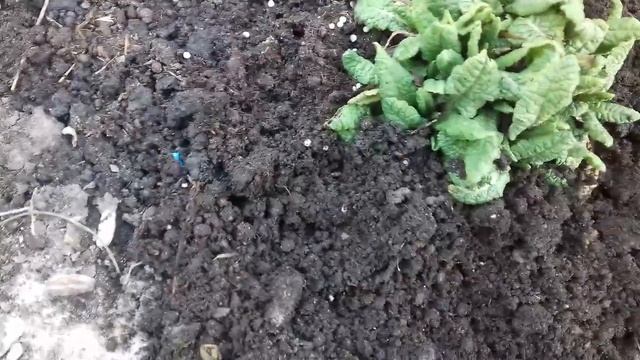 НЕ ПРОПУСТИТЕ!!!ВТОРАЯ ВЕСЕННЯЯ ПОДКОРМКА ПРИМУЛЫ. смотреть онлайн