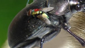 Сравнение размеров животных (От человека до ...)