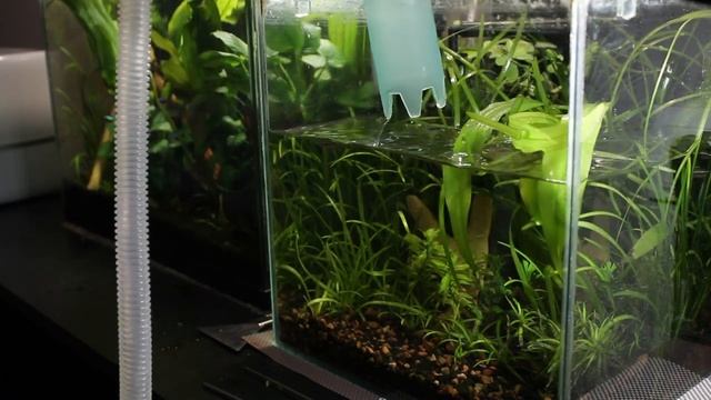 Как сифонить грунт в аквариуме. Как я убераю и сифоню грунт в аквариуме смотреть онлайн