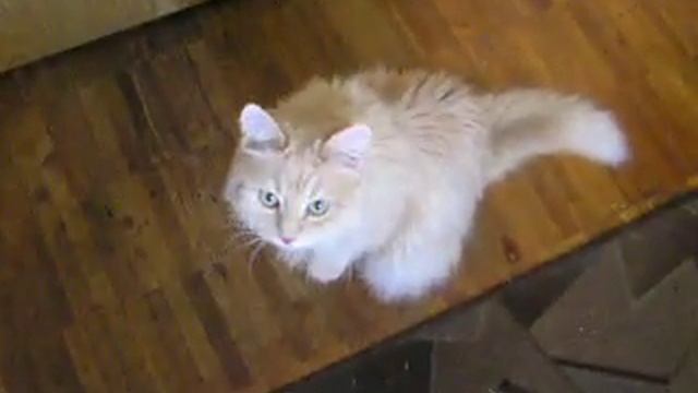 Кот Бенджамин (Cat Binya), турецкая ангора смотреть онлайн