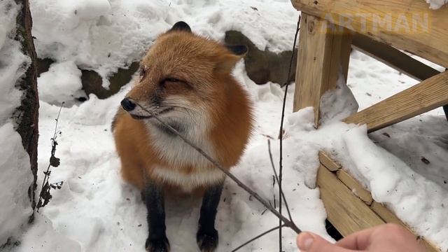 ЛИСЯО. Алиса - Лиса. Как вырастить мясное дерево и лисьи разборки