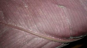 Калатея — болезни и вредители растения