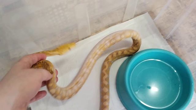 Сетчатый питон смотреть онлайн