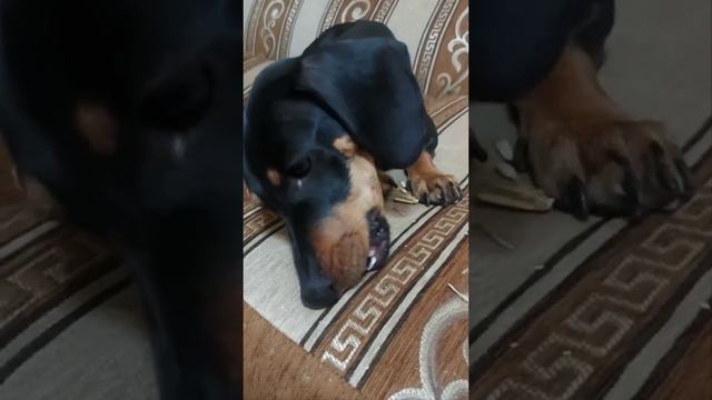 ШОК! Уникальная собака Меги грызёт семечки...😆😁 смотреть онлайн