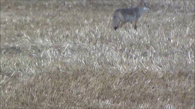 Койот в степях Канады. Coyote in Saskatchewan. смотреть онлайн