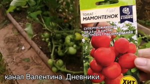 №319 обзор томатов сорта«мамонтенок» на 09 августа 
сезон 2023 года, Тверская область
